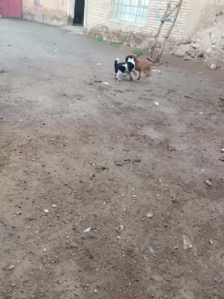 پیتبول ماده|سگ|نقده, |دیوار