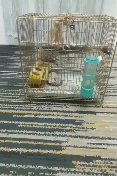 سهره|پرنده|پیشوا, |دیوار