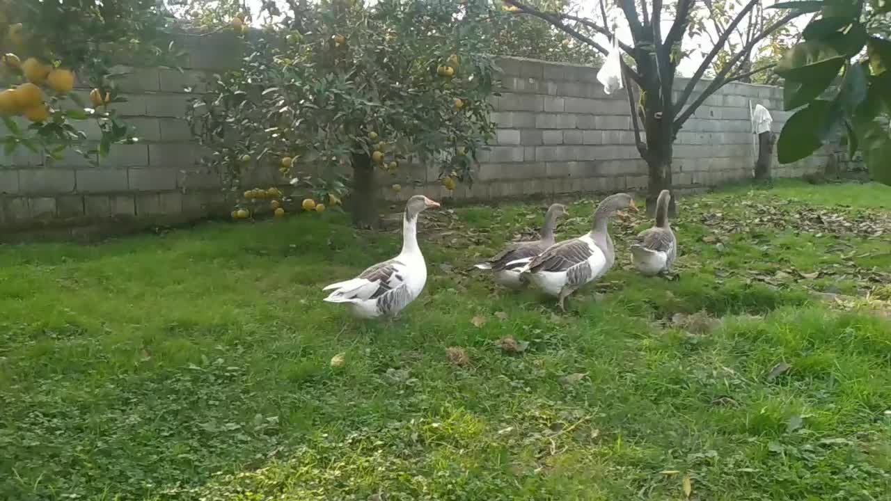 غاز محلی سنگین وزن نر و ماده|حیوانات مزرعه|دالخانی, |دیوار