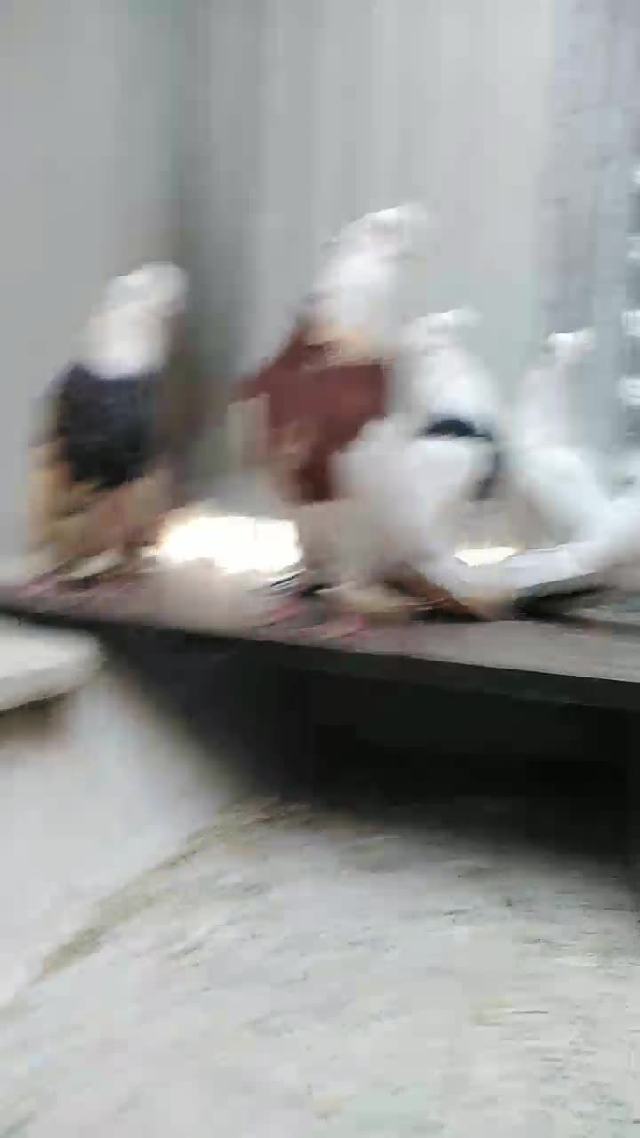 کبوتر نقابی|پرنده|هرسین, |دیوار