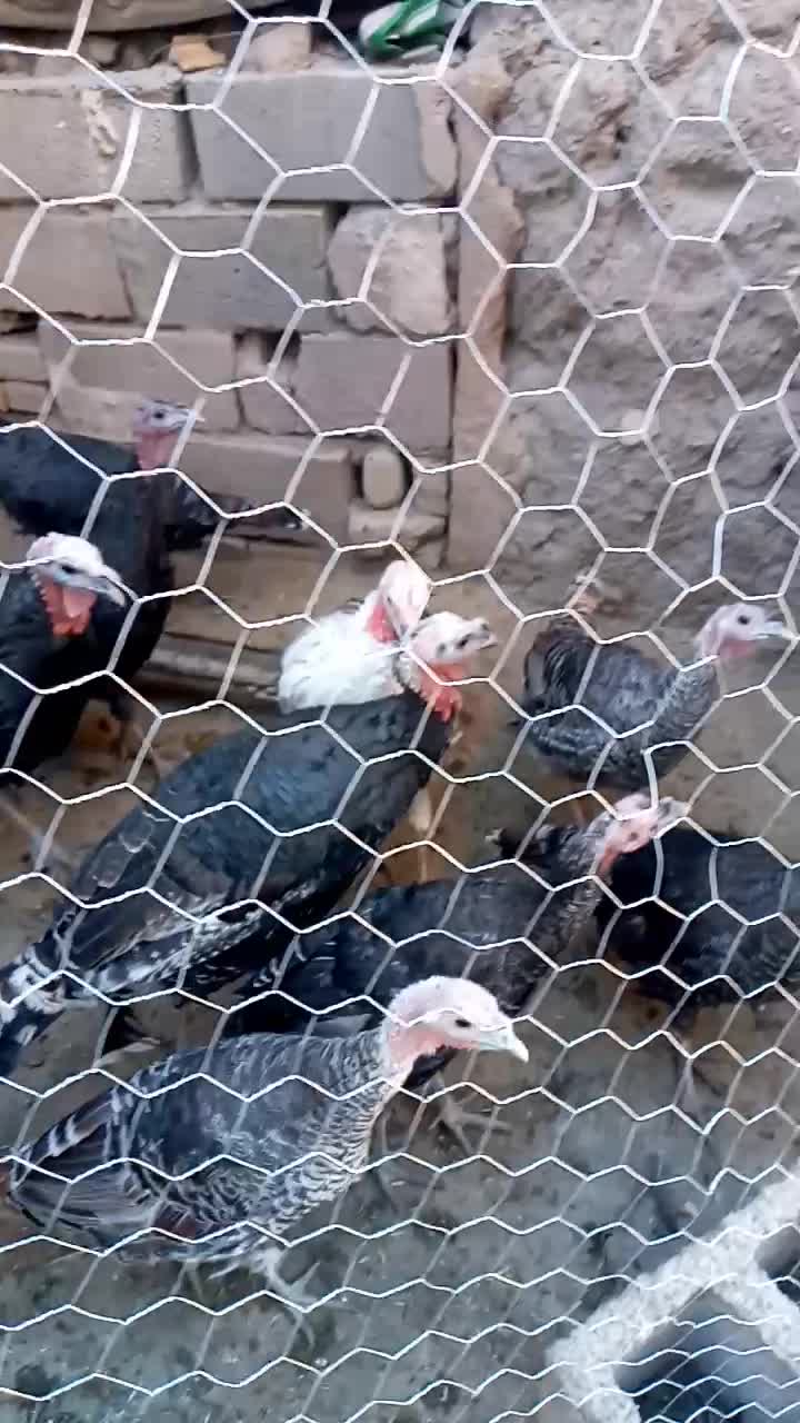 بوقلمون نر و ماده کاملا ارگانیک|حیوانات مزرعه|قلقل رود, |دیوار