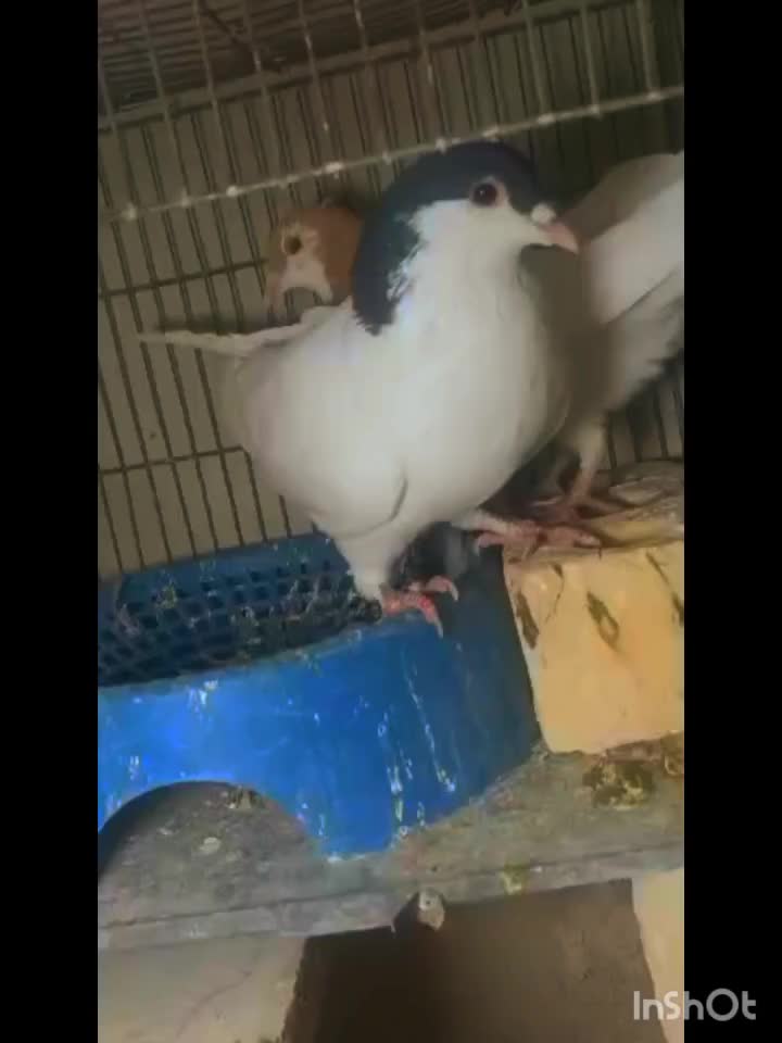 جفت خال عروسک شقه|پرنده|گلبهار, شهر جدید گلبهار|دیوار