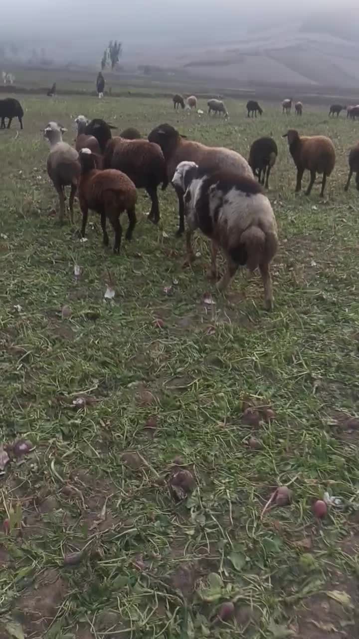 قوچ پلنگی تازه شیشک شده همه چیز به ضمانت|حیوانات مزرعه|آزادشهر, |دیوار