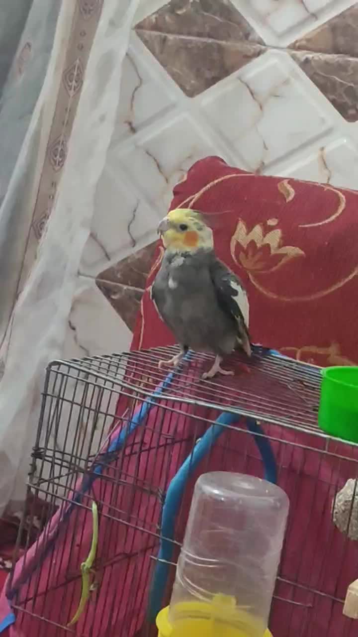 عروس هلندی|پرنده|خرمشهر, |دیوار