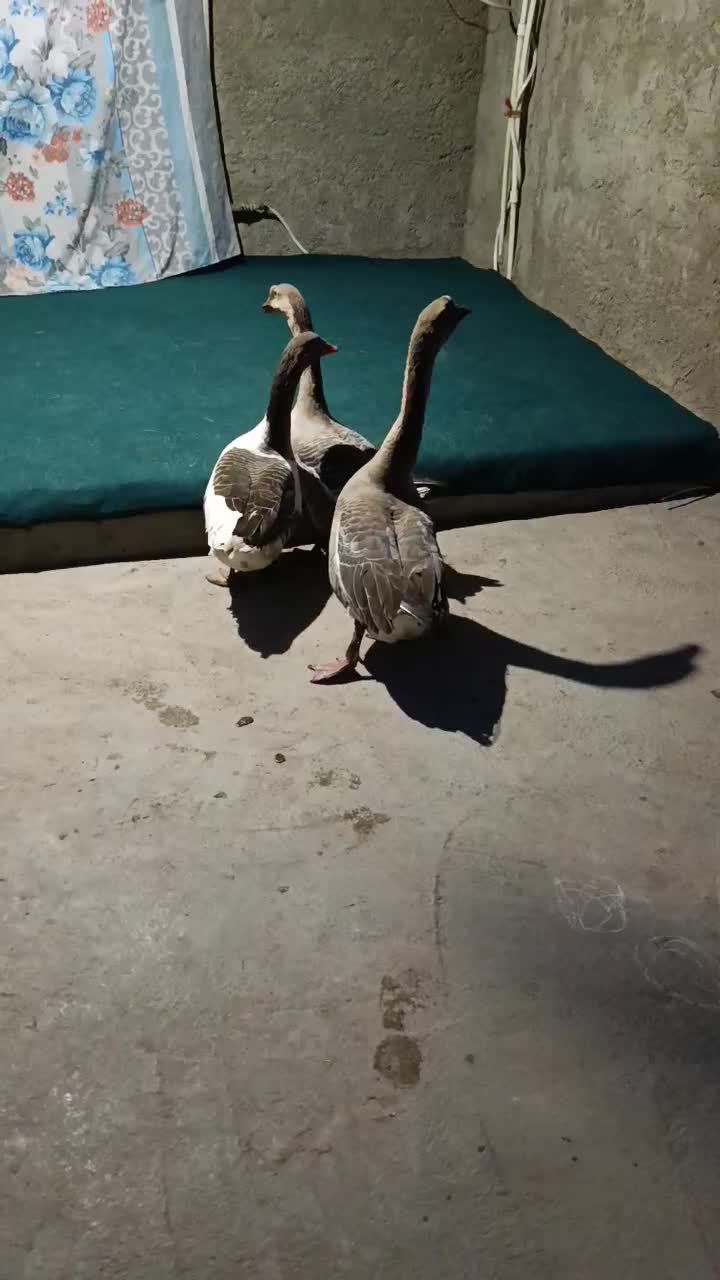 سالم وعالی|حیوانات مزرعه|نگین شهر, |دیوار