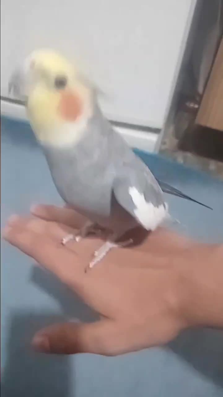 عروس هلندی|پرنده|ری, شهرک نظامی|دیوار