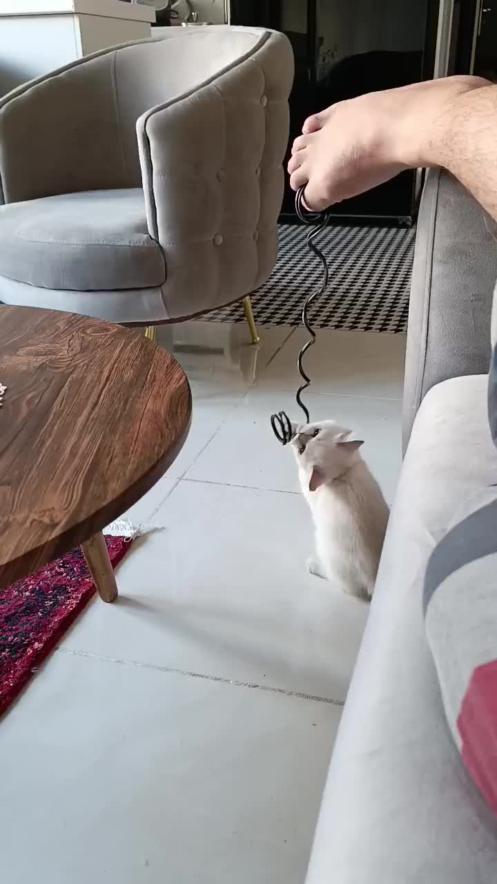 بریتیش آلفا سفید چشم آبی|گربه|کرمانشاه, |دیوار