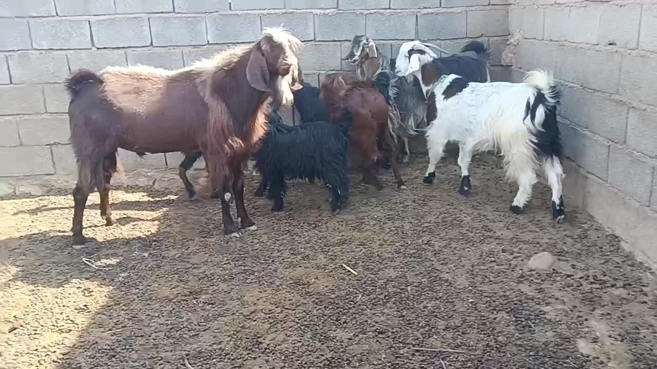 بعده نژدین تخمی بز نر|حیوانات مزرعه|سردشت, |دیوار