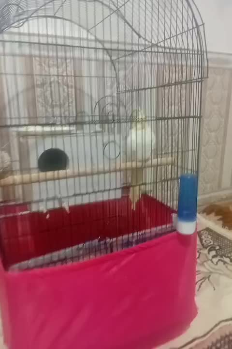 عروس هلندی|پرنده|پارس‌آباد, |دیوار