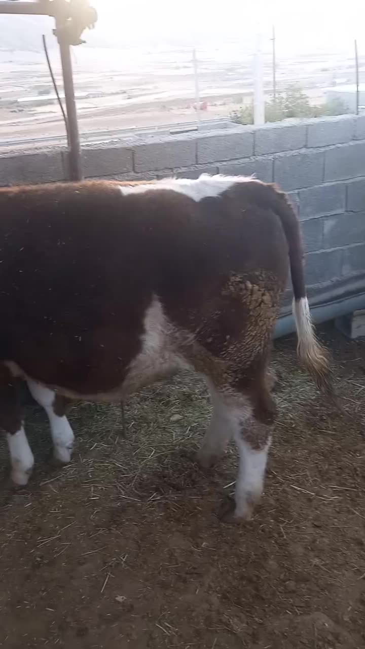 گوساله پروار|حیوانات مزرعه|ایوان, |دیوار