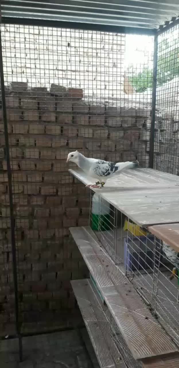 نر پرشی|پرنده|سربیشه, |دیوار