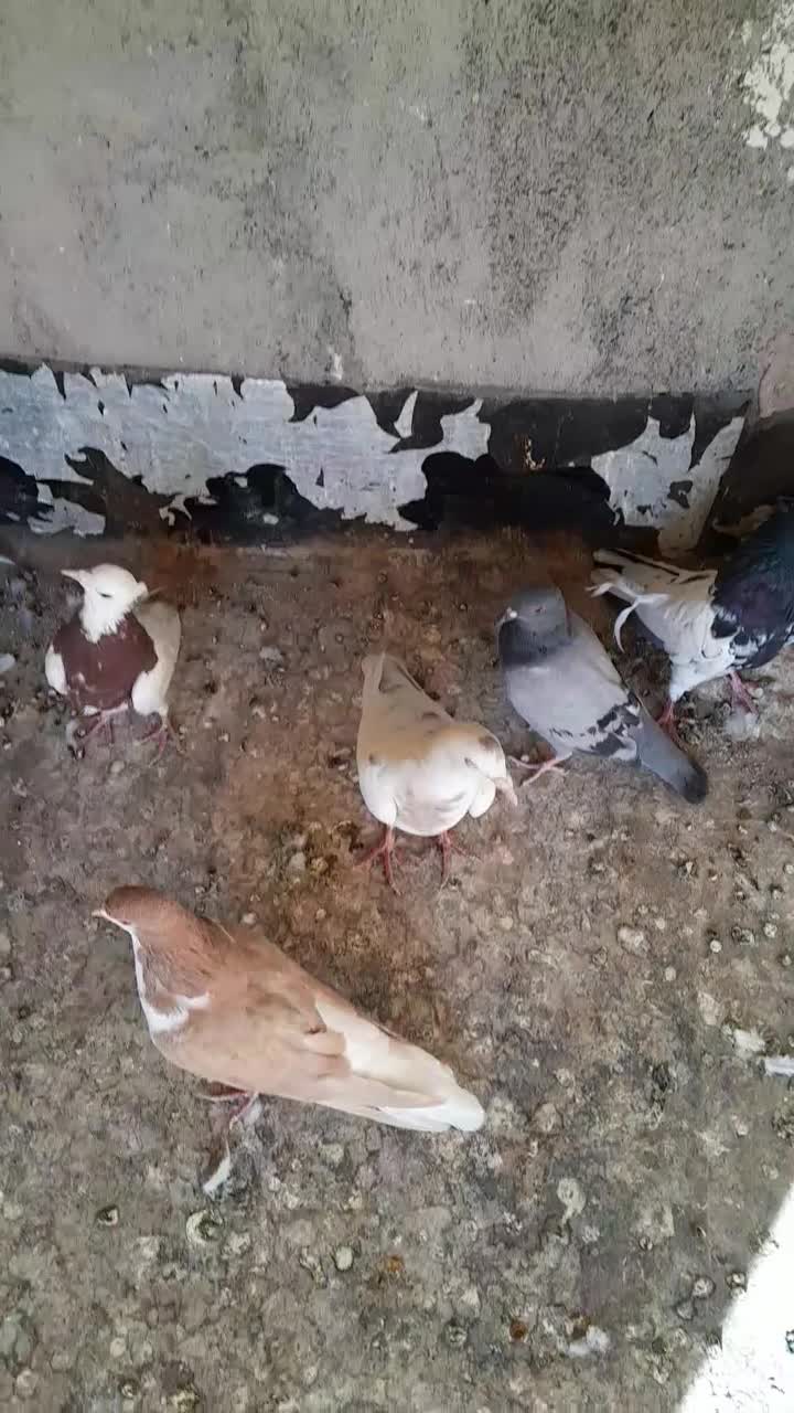 کبوتر دورگ، کله،وخوشرنگ|پرنده|مبارکه, |دیوار