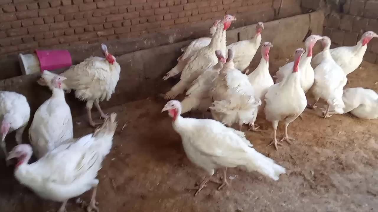بوقلمون گوشتی|حیوانات مزرعه|میاندوآب, |دیوار