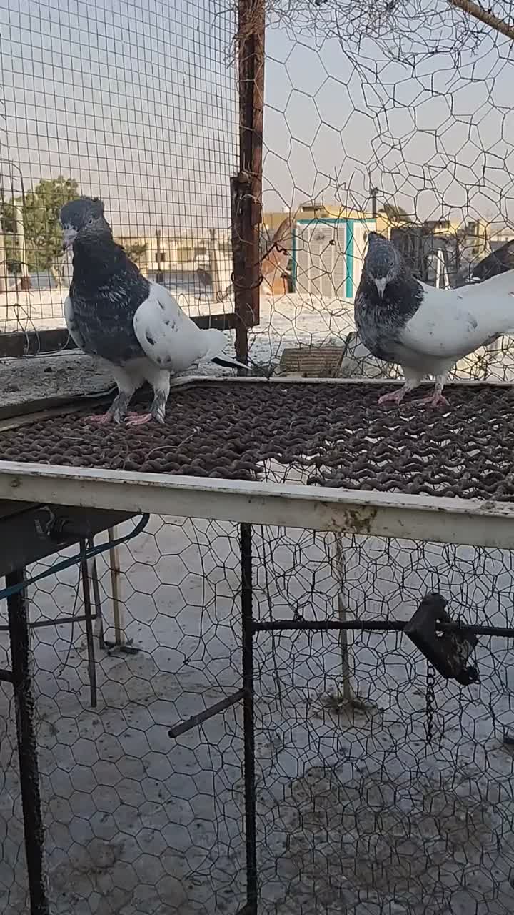 سلام دوتا ماده کله سبز خوب جون|پرنده|شیراز, شاپورجان|دیوار