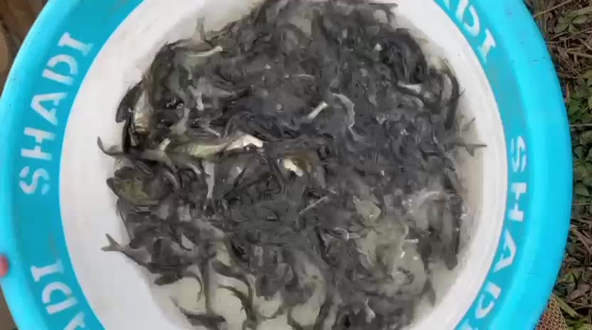 انواع بچه ماهی گرمابی|ماهی|رشت, لاکان|دیوار