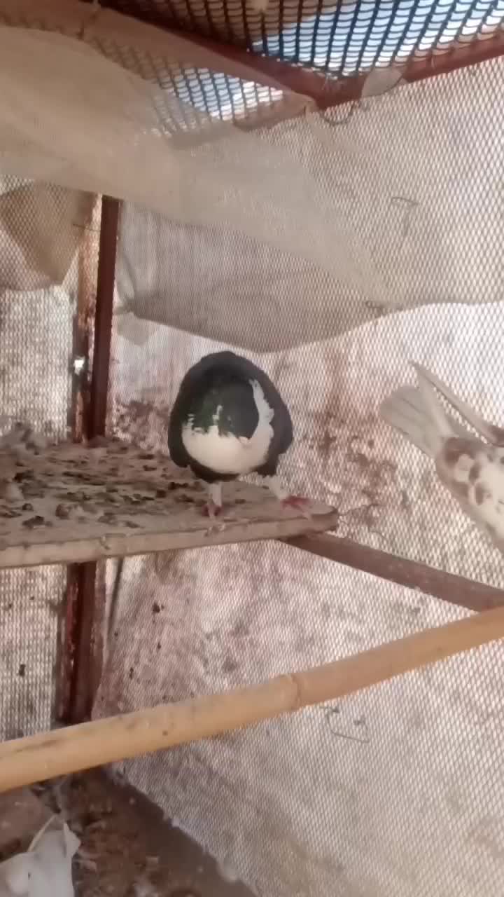 کفتر  معاوضه با 12تا کفتر تهرانی هم دارم|پرنده|پاکدشت, پاکدشت (مامازند)|دیوار