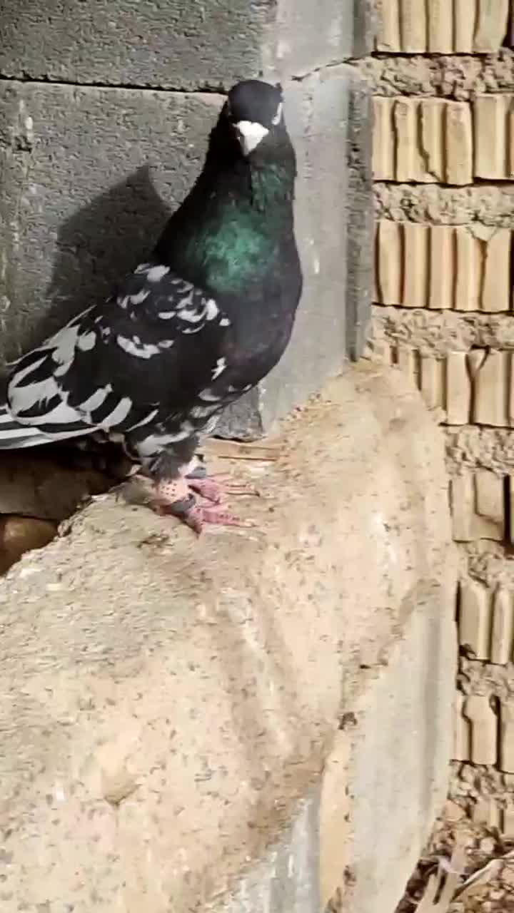 کله سیاه|پرنده|پاسارگاد, |دیوار