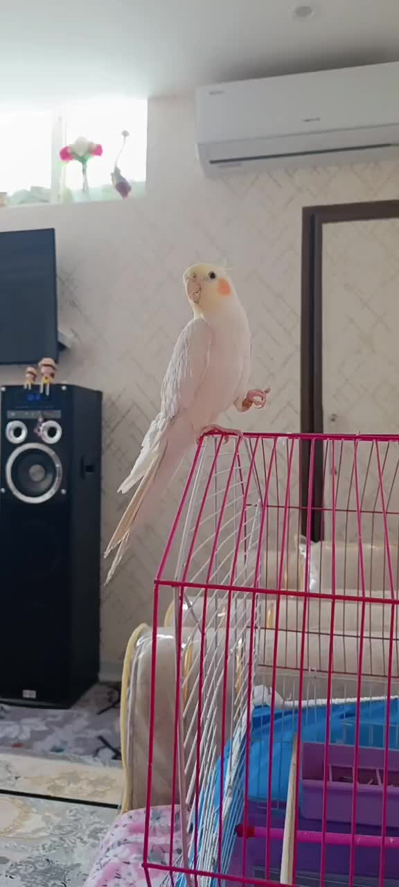 عروس هلندی سخنگو|پرنده|شهرکرد, |دیوار