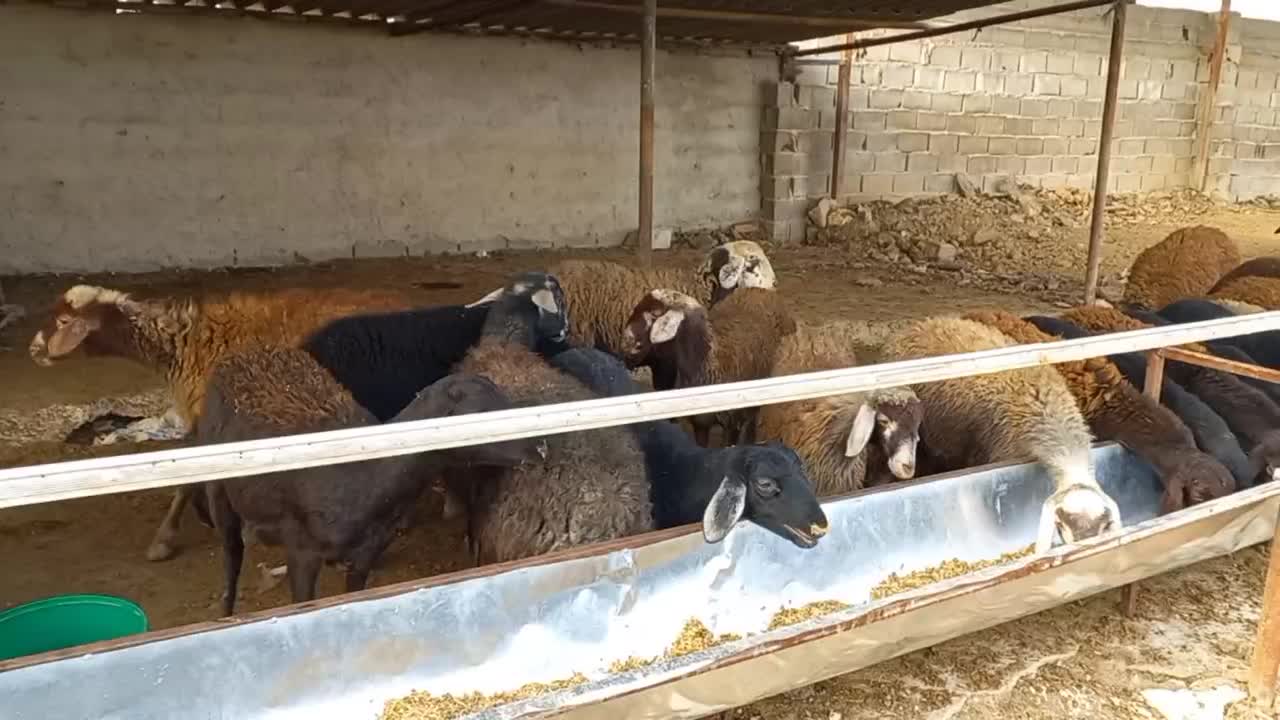 بره پرواری پای پروار|حیوانات مزرعه|نکا, |دیوار