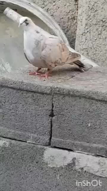 کفتر یا کبوتر مخمل|پرنده|خرم بید, |دیوار