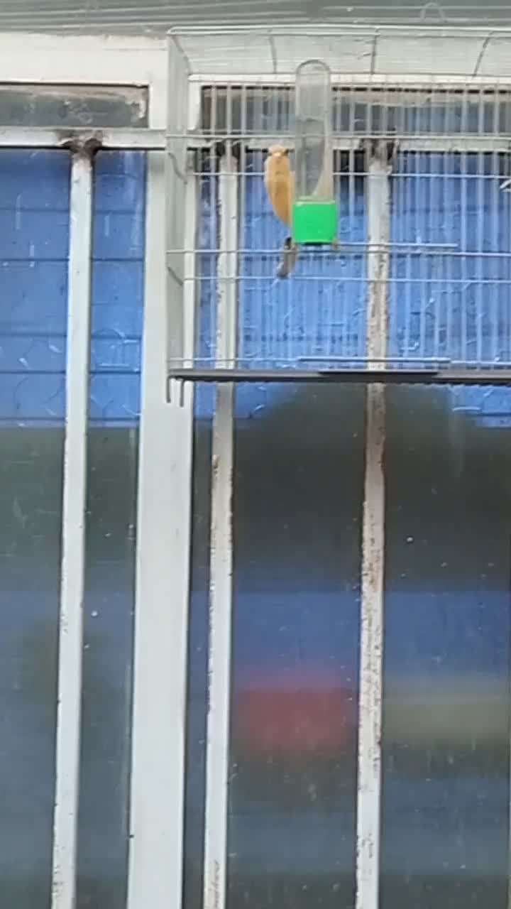 قناری مست بخون سهره.عروس هلندی|پرنده|ری, حمزه‌آباد|دیوار