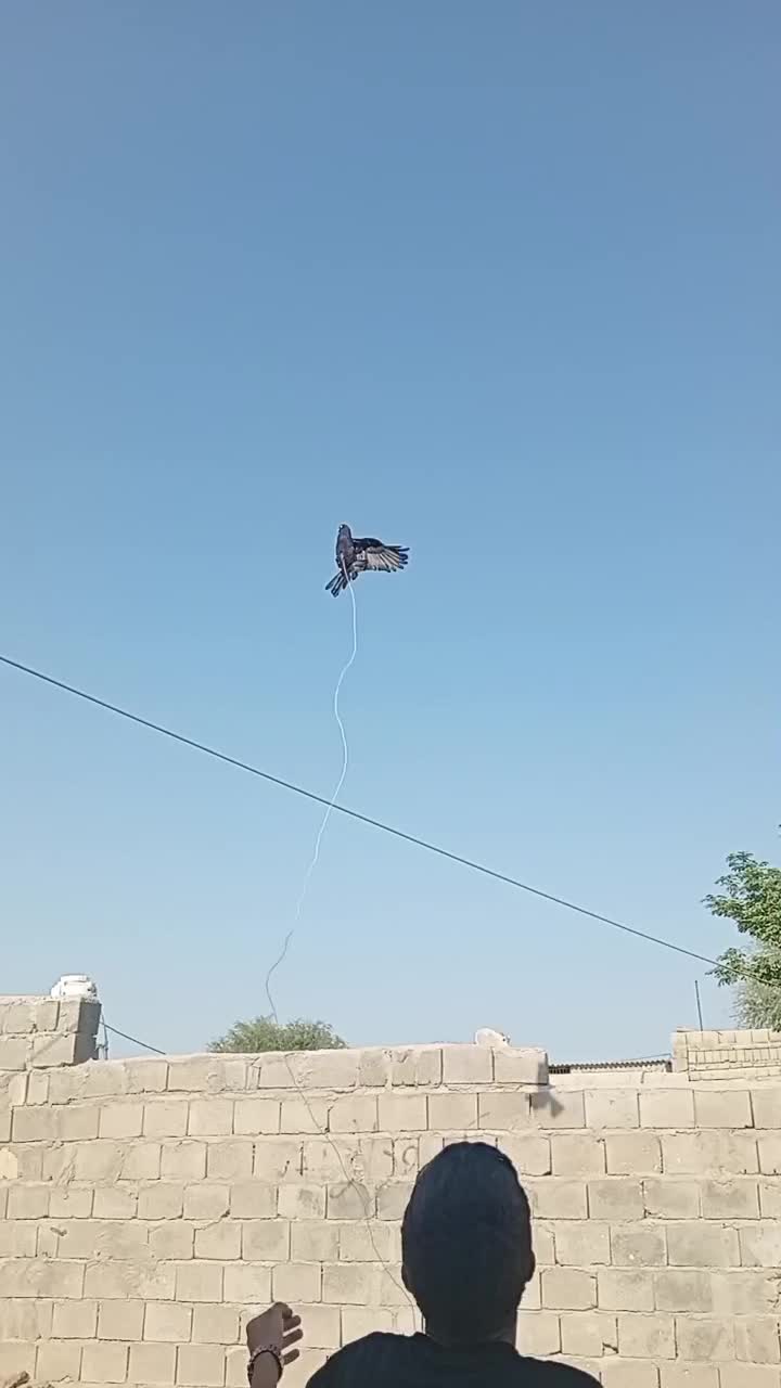 کبوتر گرهن زمینه|پرنده|قشم, |دیوار