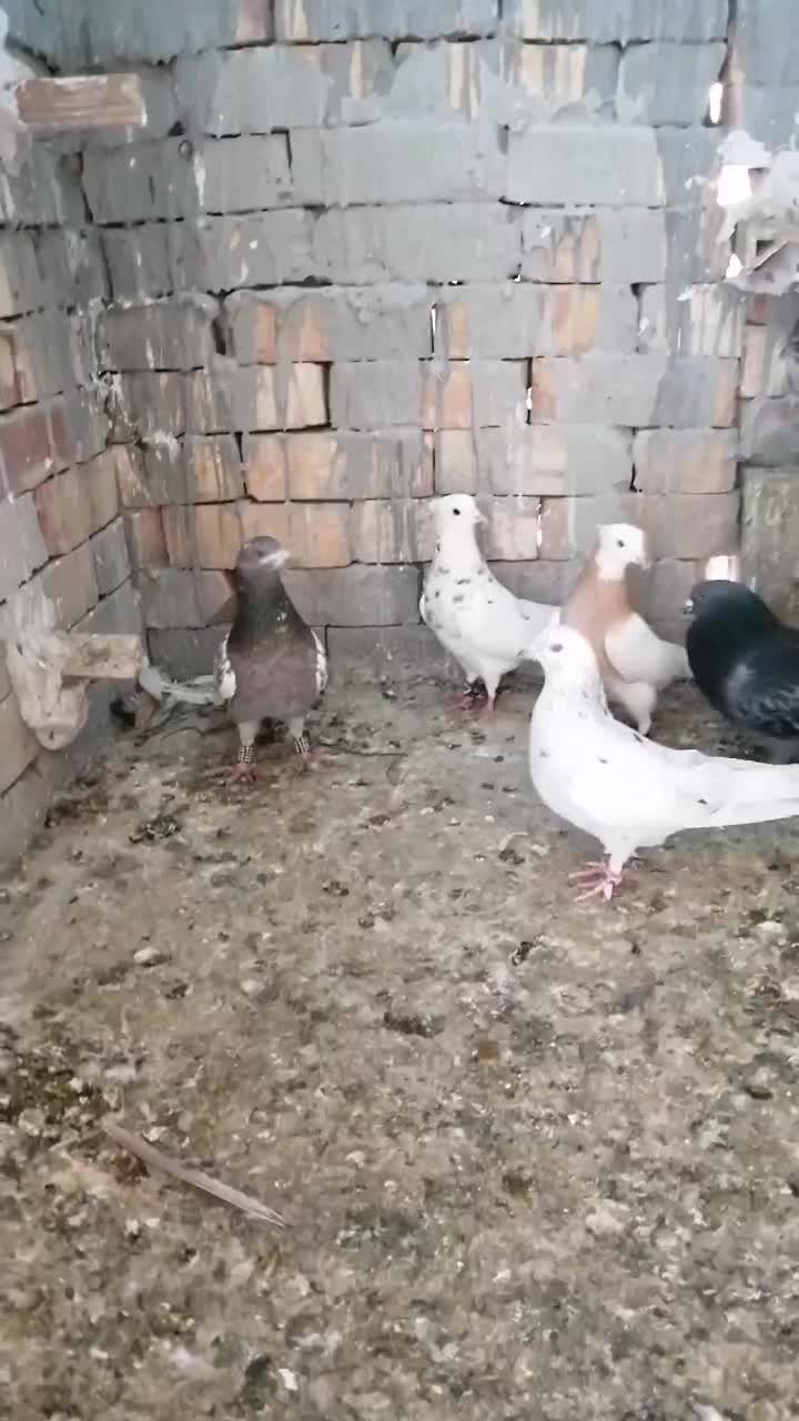 کبوتر غریب گیری|پرنده|شاهرود, |دیوار