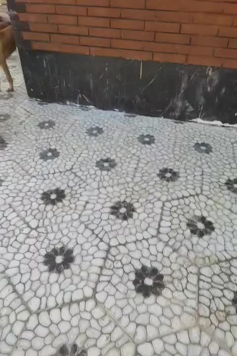 سگ ژرمن ماده ۸ ماهه شناسنامه دار|سگ|لاهیجان, لیالستان|دیوار