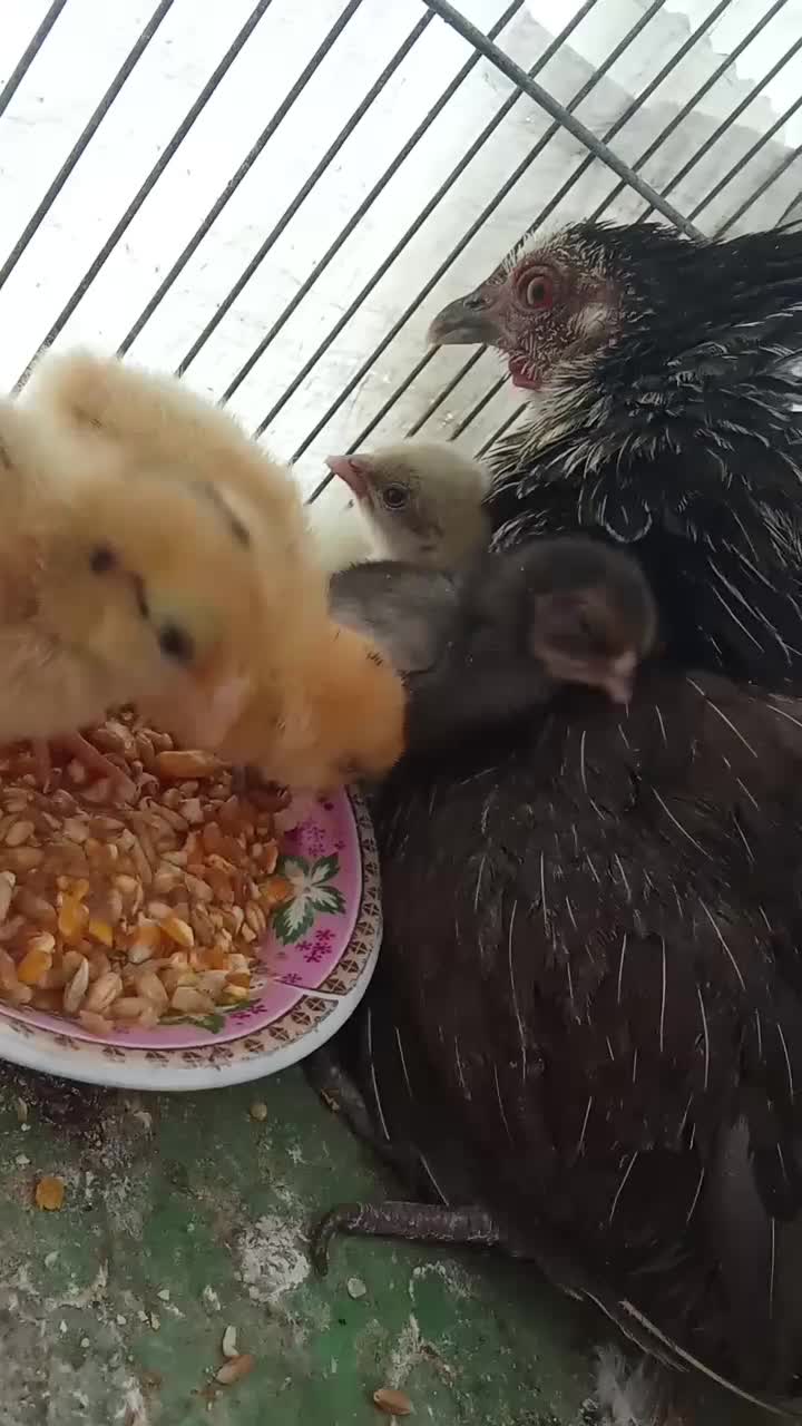 مرغ خروس مینیاتوری کرچ با جوجه|حیوانات مزرعه|قم, شهرک توانیر|دیوار