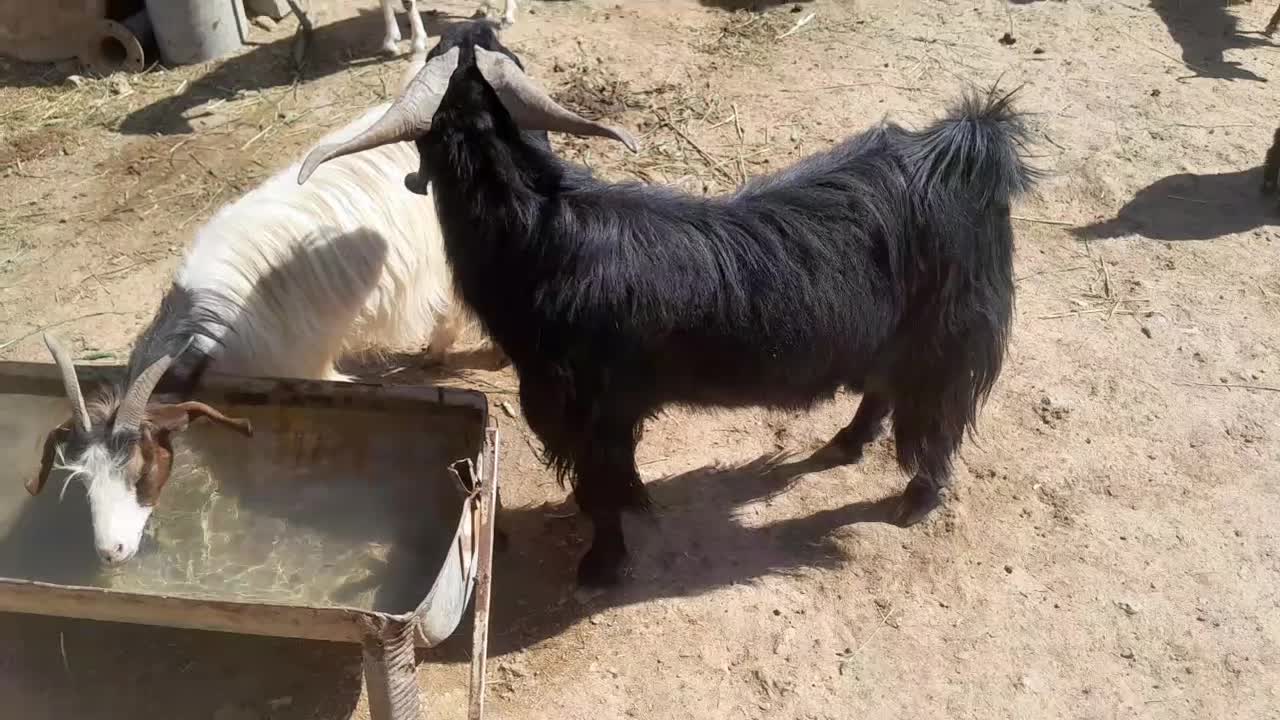 دبر مشکی|حیوانات مزرعه|کربال, |دیوار