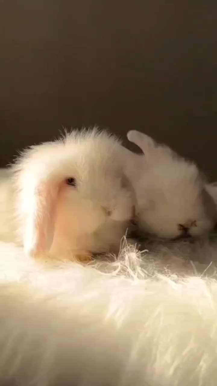 خرگوش مینی لوپ عروسکی / بانی پت|موش و خرگوش|شیراز, فرهنگ شهر|دیوار