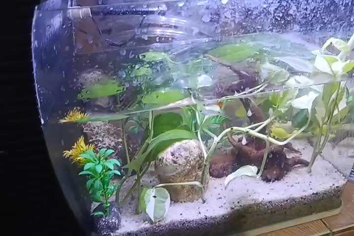 انواع ماهی های زینتی،گوپی،پلاتی،مولی و کوپی زیبا|ماهی|مشهد, طبرسی شمالی|دیوار