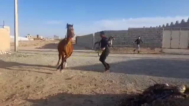 مادیان درشور|اسب و تجهیزات اسبسواری|فریدونشهر, |دیوار