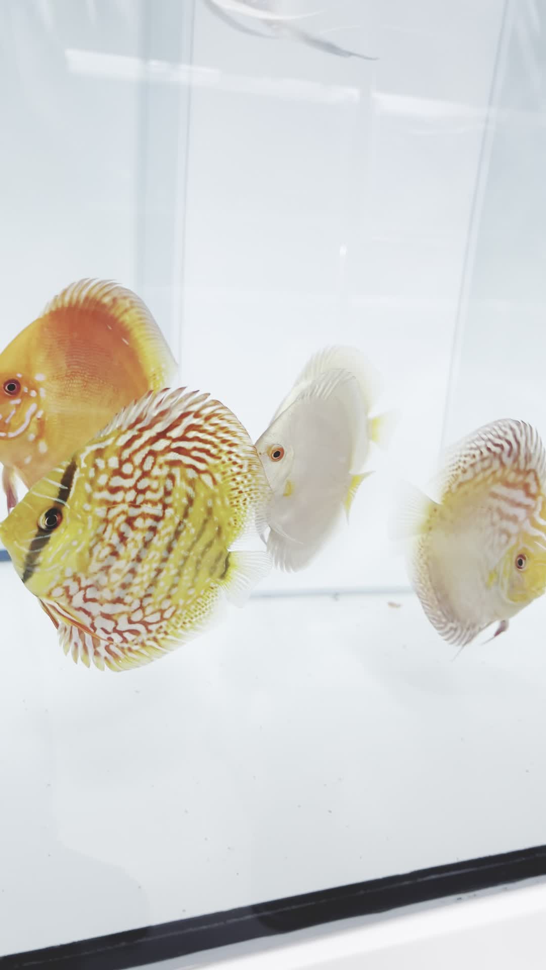 ماهی و آکواریوم و لوازم|ماهی|زنجان, |دیوار