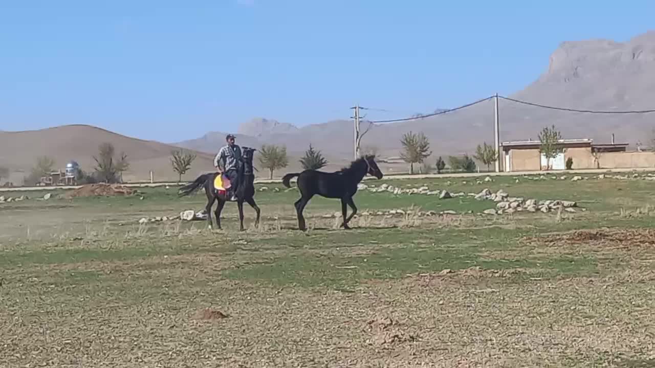 اسب|اسب و تجهیزات اسب‌سواری|شهرکرد, |دیوار