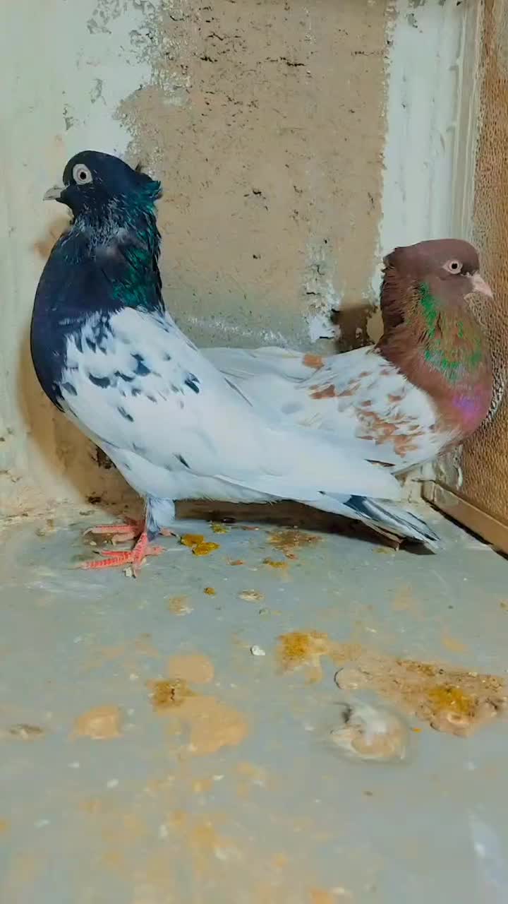 کفتر کله|پرنده|تربت جام, شاهد|دیوار