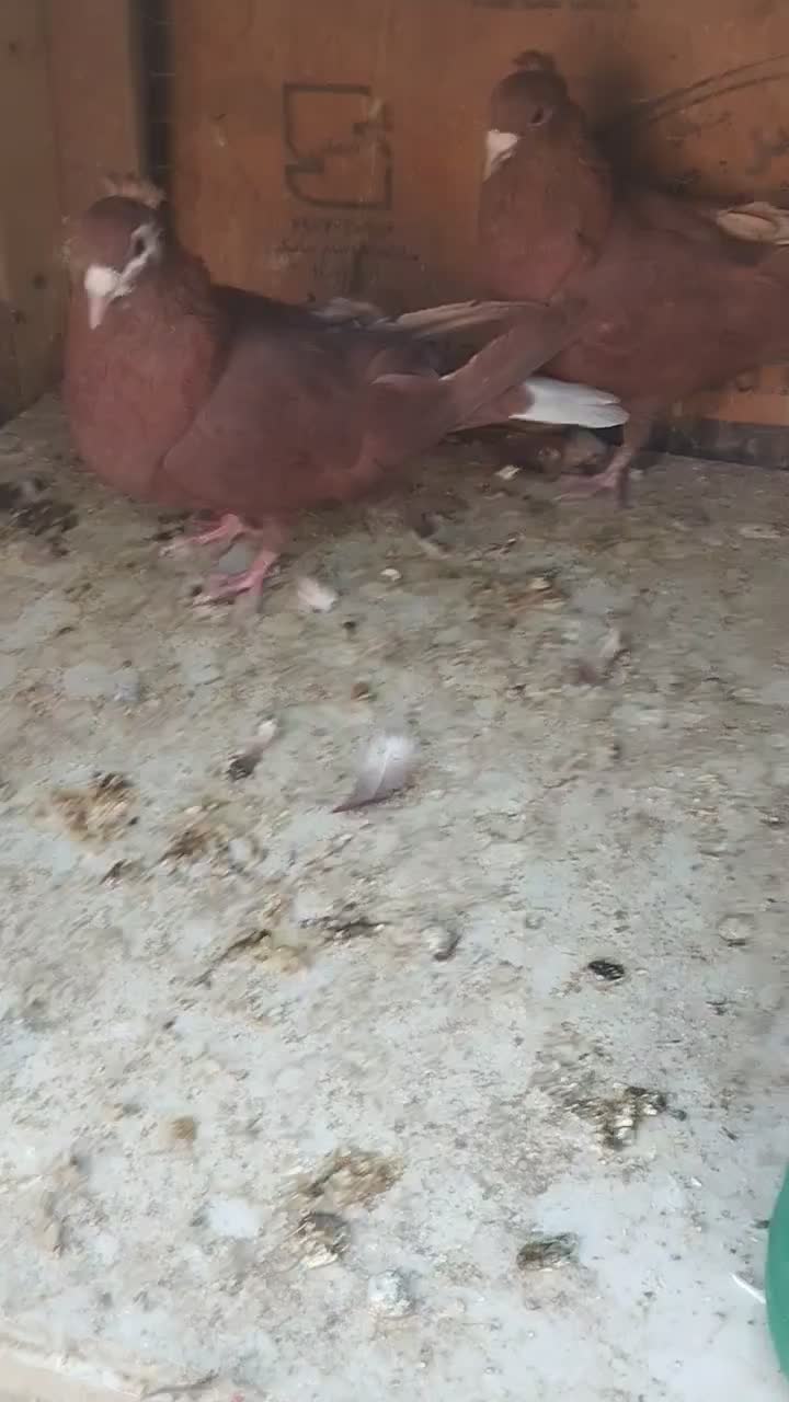 کفتر جفتی جوجه زرد گلی پلنگ|پرنده|رفسنجان, |دیوار