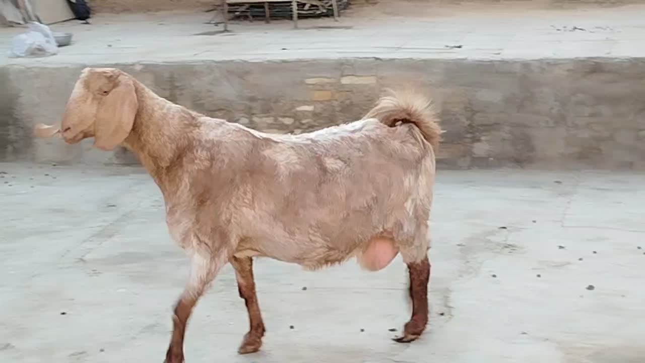 بزپاکستانی3و4قلوزا|حیوانات مزرعه|برخوار, |دیوار