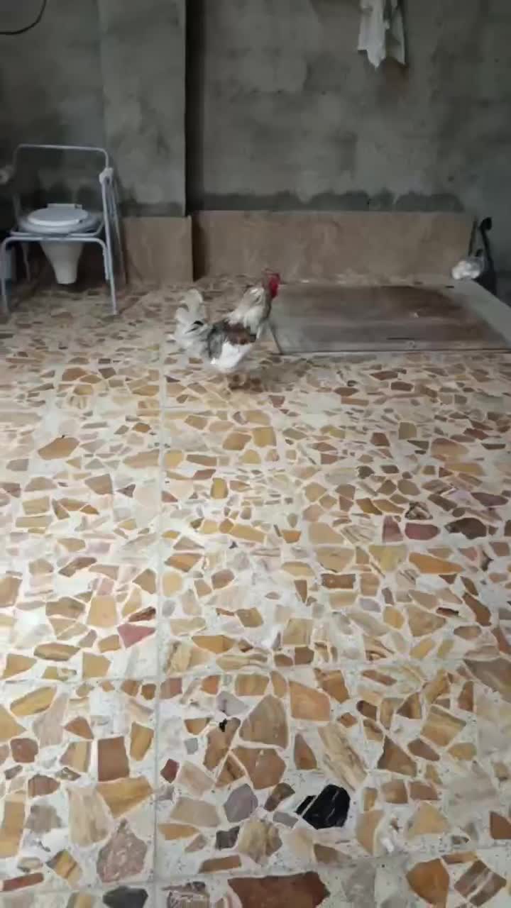 خروس گلین|حیوانات مزرعه|شهریار, کردزار|دیوار