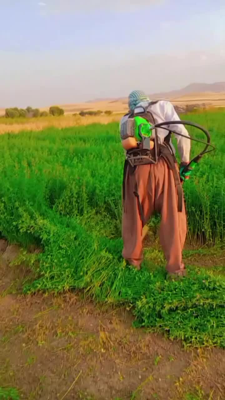 یونجه|لوازم جانبی حیوانات|کلیائی, |دیوار