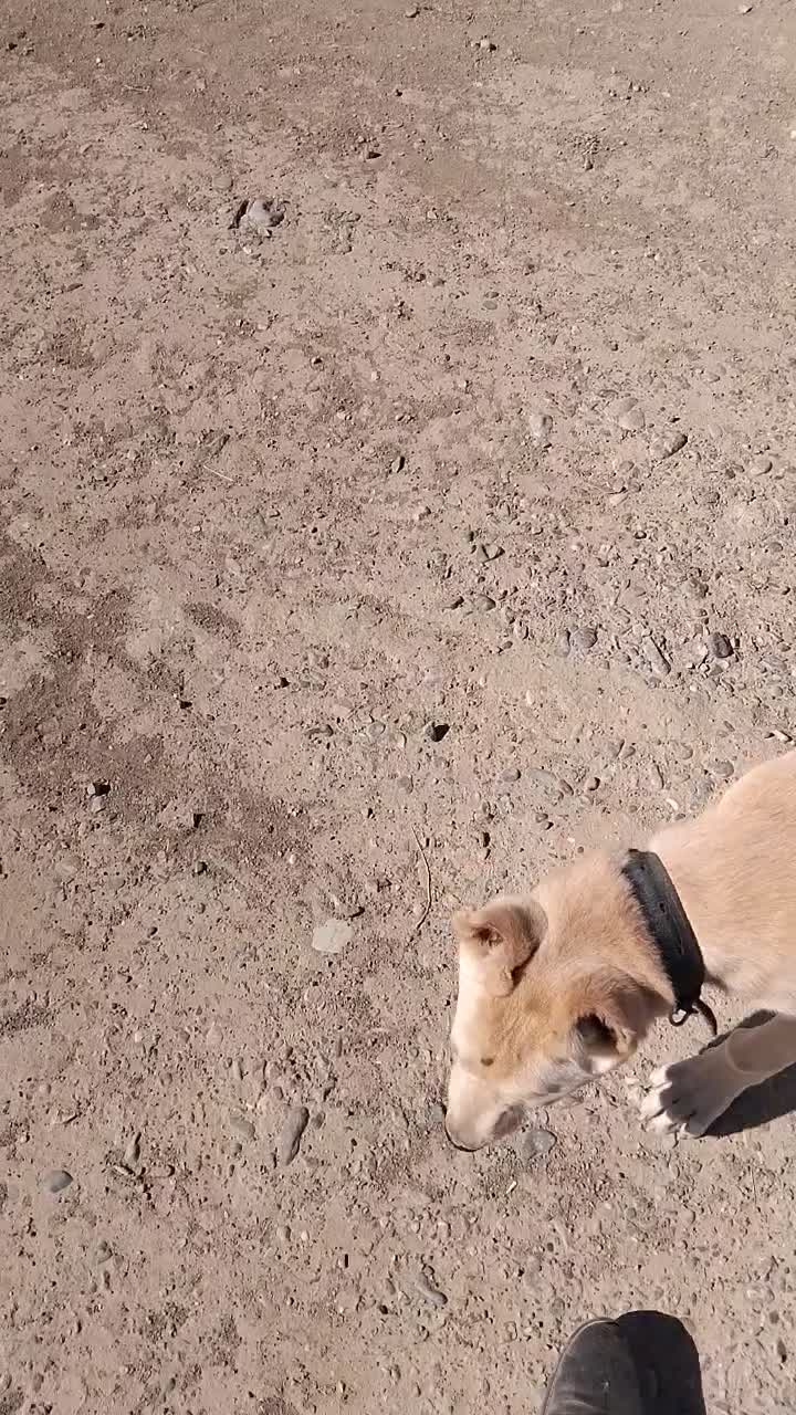 توله‌‌سگ‌سرابی|سگ|شیروان (خراسان), |دیوار