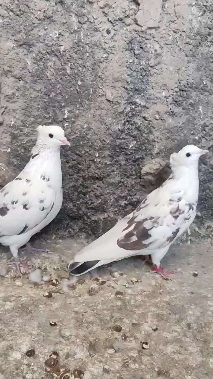 کبوتر پرشی|پرنده|پیر بکران, |دیوار