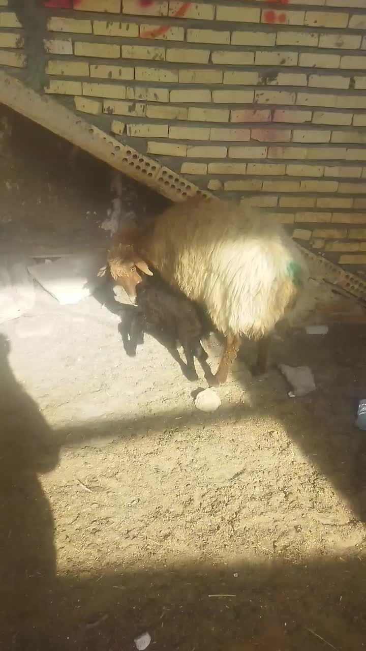 یک راس میش زاییده|حیوانات مزرعه|رضویه, |دیوار