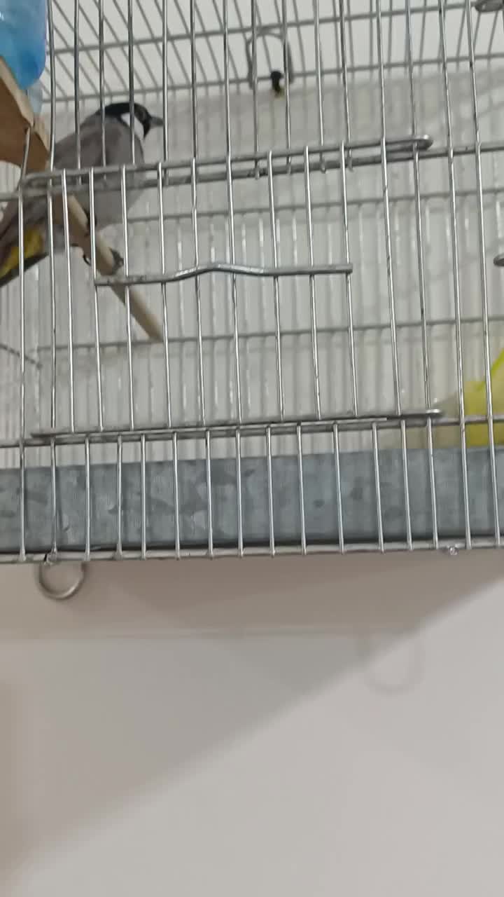 قناری بخون|پرنده|ایذه, |دیوار