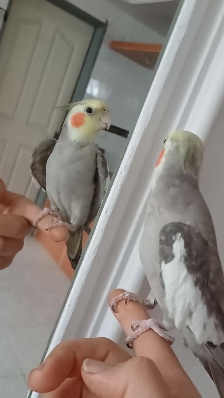 عروس هلندی|پرنده|گلپایگان, |دیوار