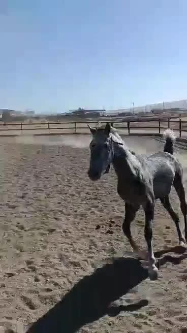 فروش اسب مادیان|اسب و تجهیزات اسبسواری|ماهیدشت, |دیوار