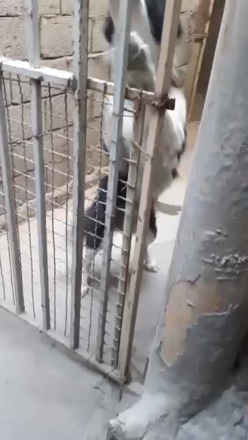 سگ قدرجونی نر|سگ|برخوار, |دیوار