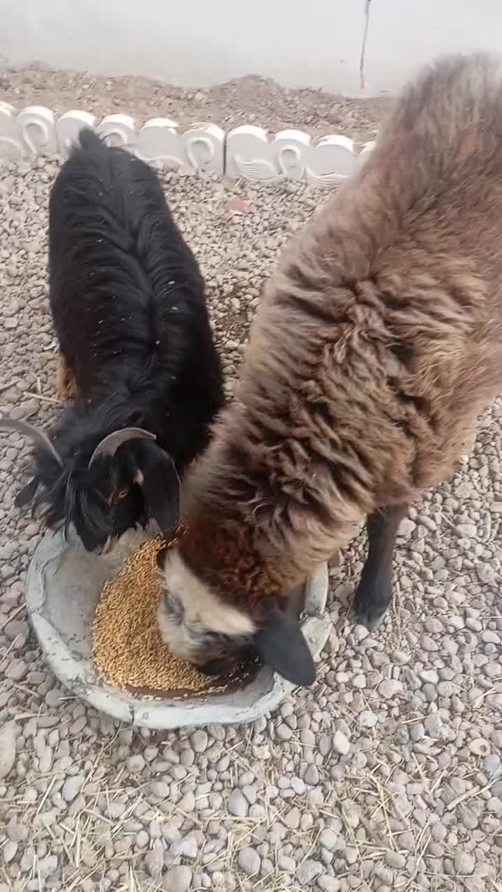 گوسفند نر شش ماهه|حیوانات مزرعه|ورزقان, |دیوار