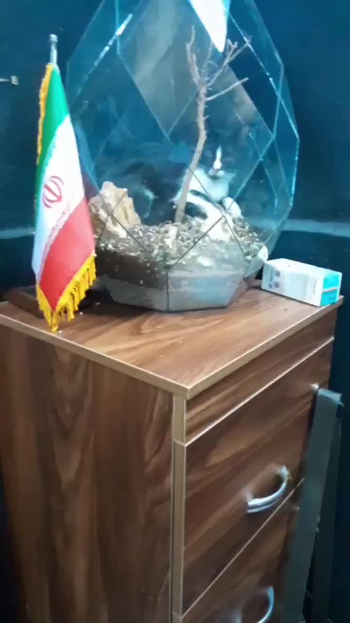 گربه تاکسیدو نیاز به سرپرست دائمی|گربه|تهران, یاخجی آباد|دیوار
