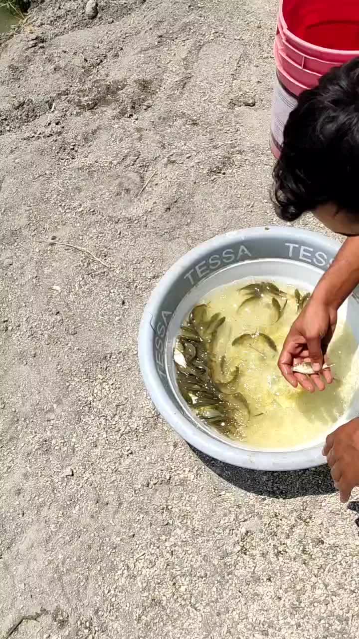 بچه ماهی آمور وکپور|ماهی|قصرشیرین, |دیوار